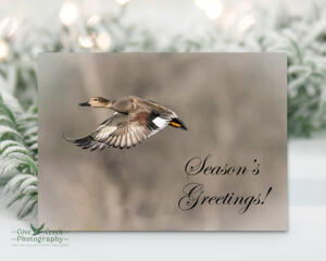 A handmade folding Christmas card with fine photography of a gadwall in flight available at Cove Creek Photography.